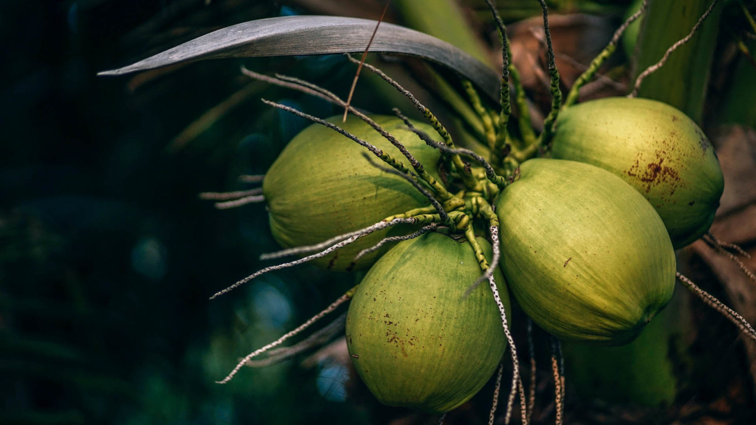 Nutritional Facts Of Coconut NutritionFact.in