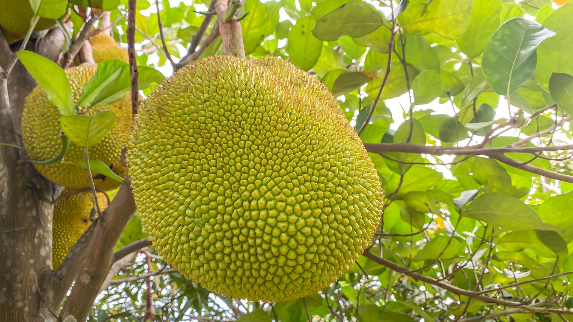 Nutritional Facts and Benefits Of Jackfruit – 