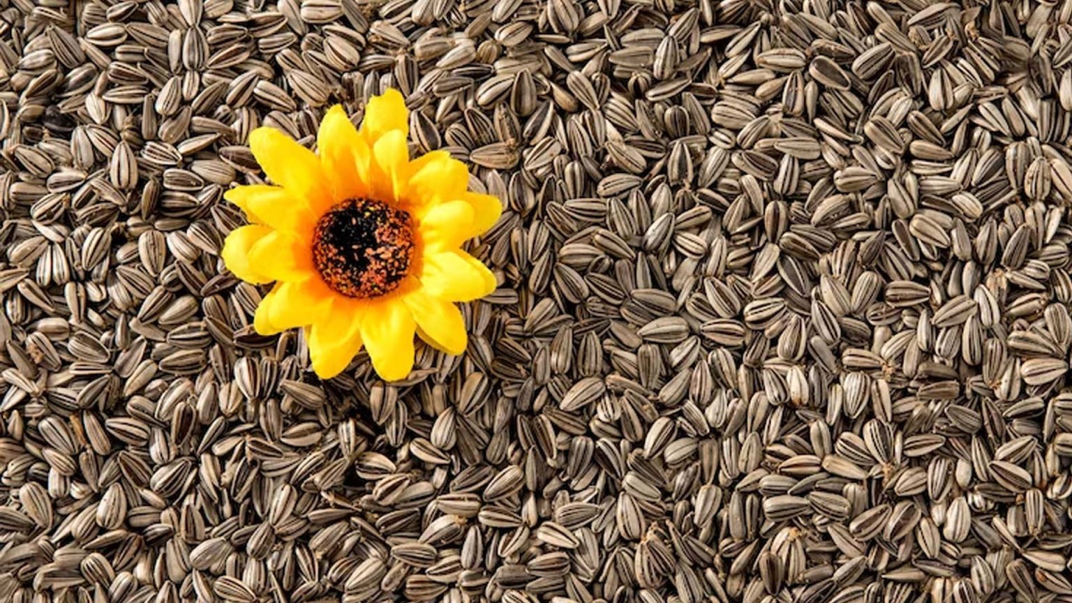 Sunflower Seeds Nutritional Value Per 100g NutritionFact.in