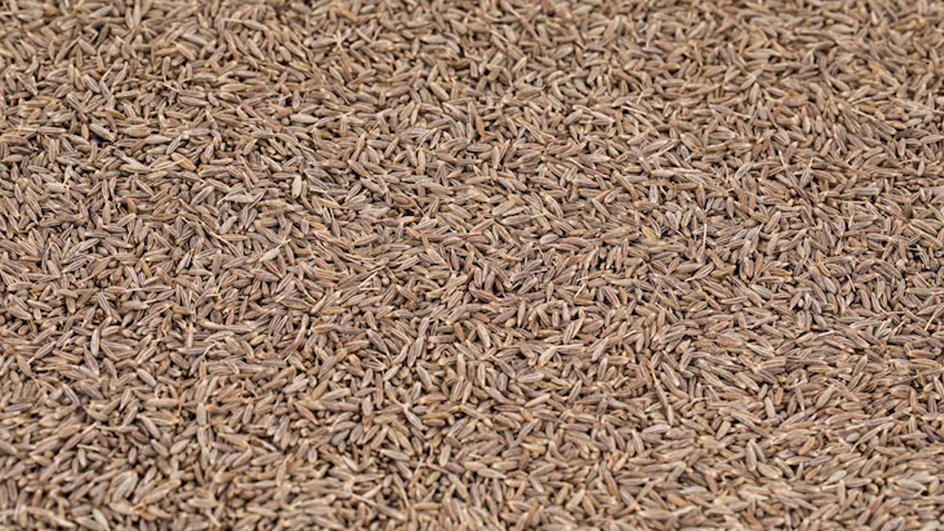 Nutritional value of cumin seeds