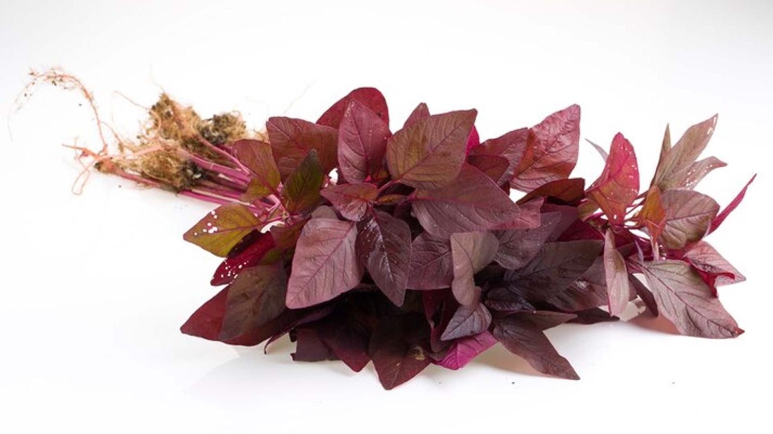 Amaranth Leaves Nutrition and Health Benefits NutritionFact.in