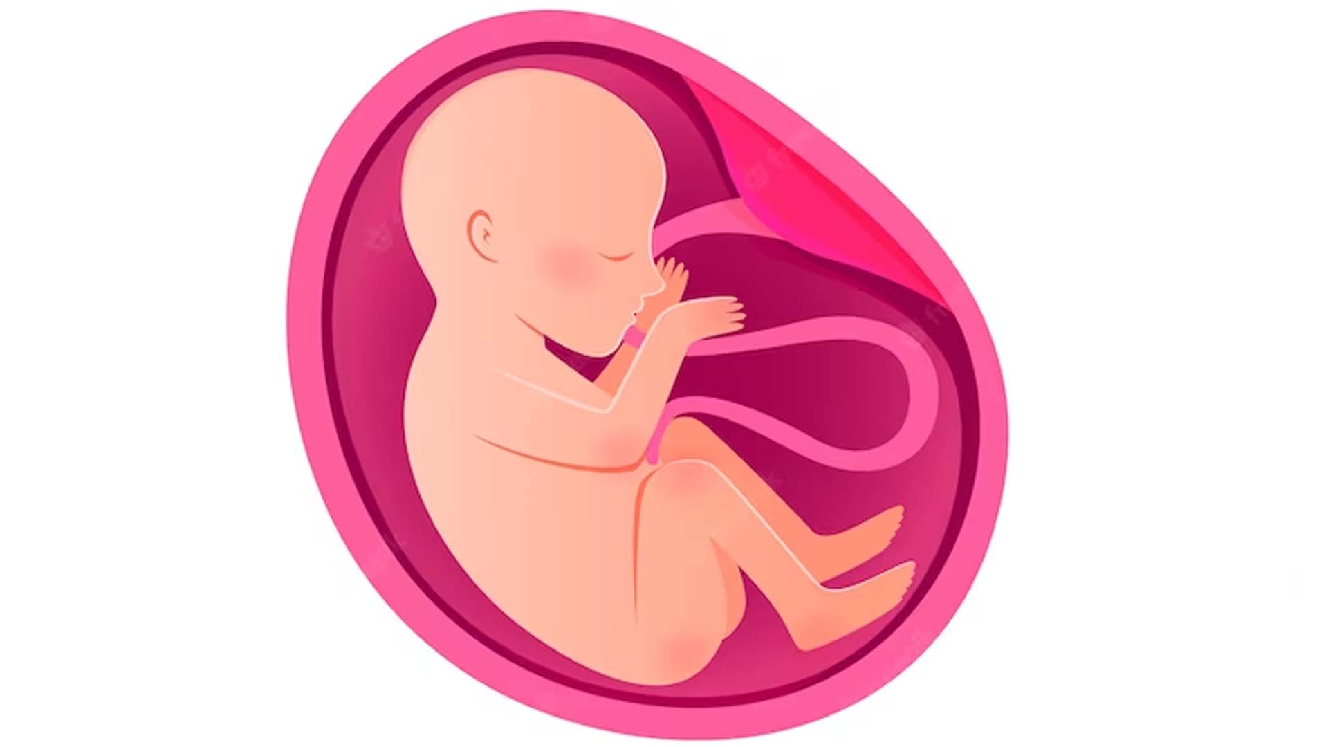 How does Human Fetus Derive Nutrition?