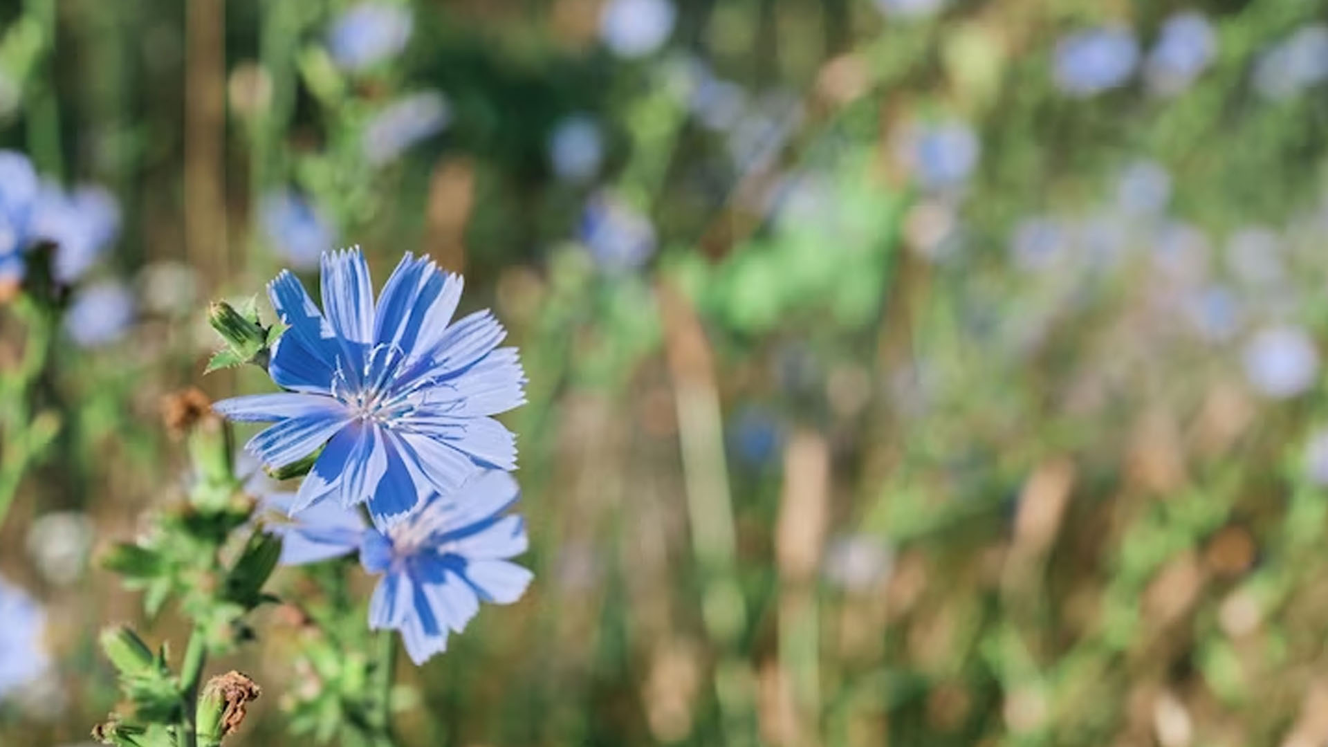Does Chicory Have Any Health Benefits?