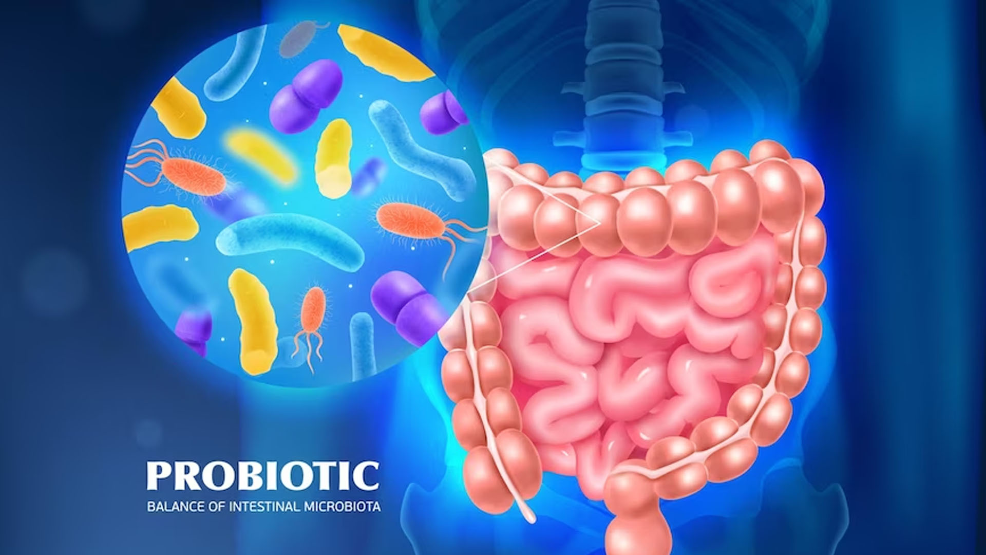 Gut Health and Gut Bacteria Overview