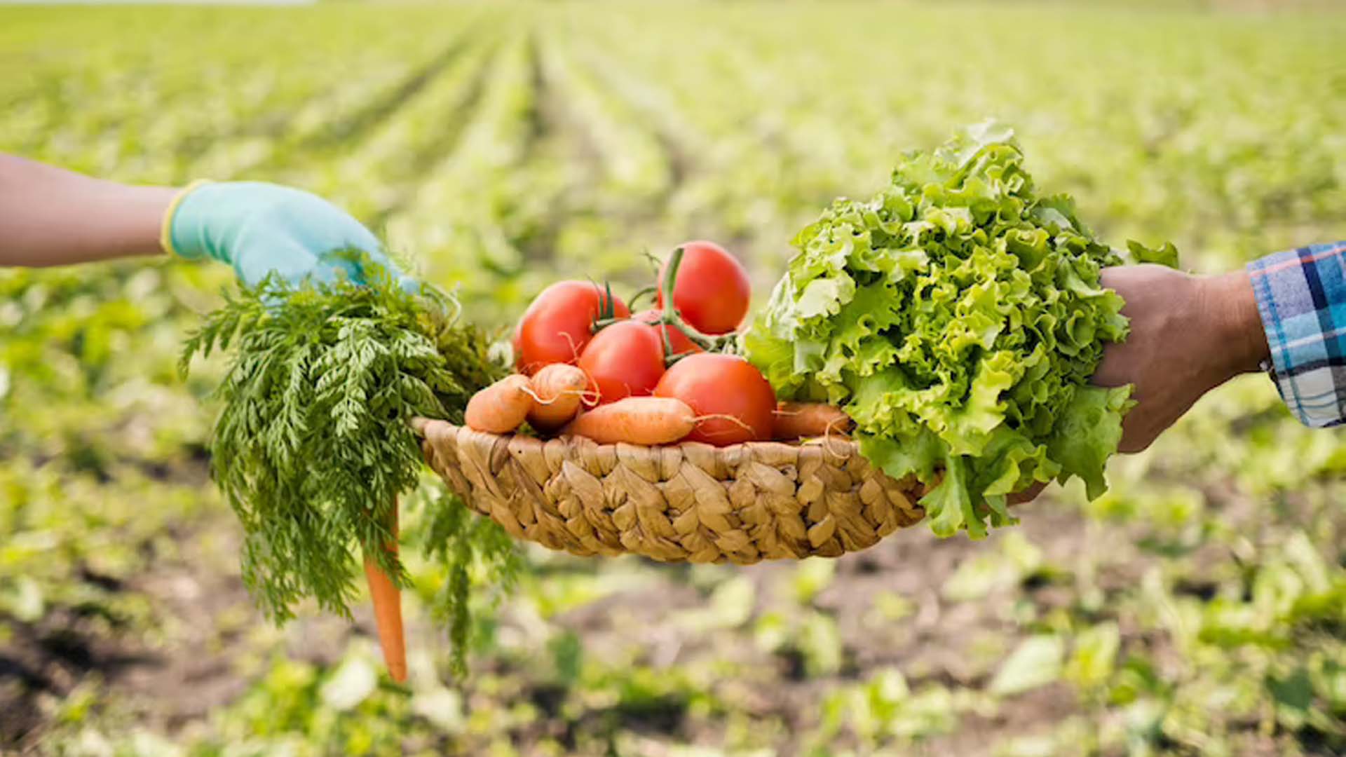 Health Benefits of Organic Farming