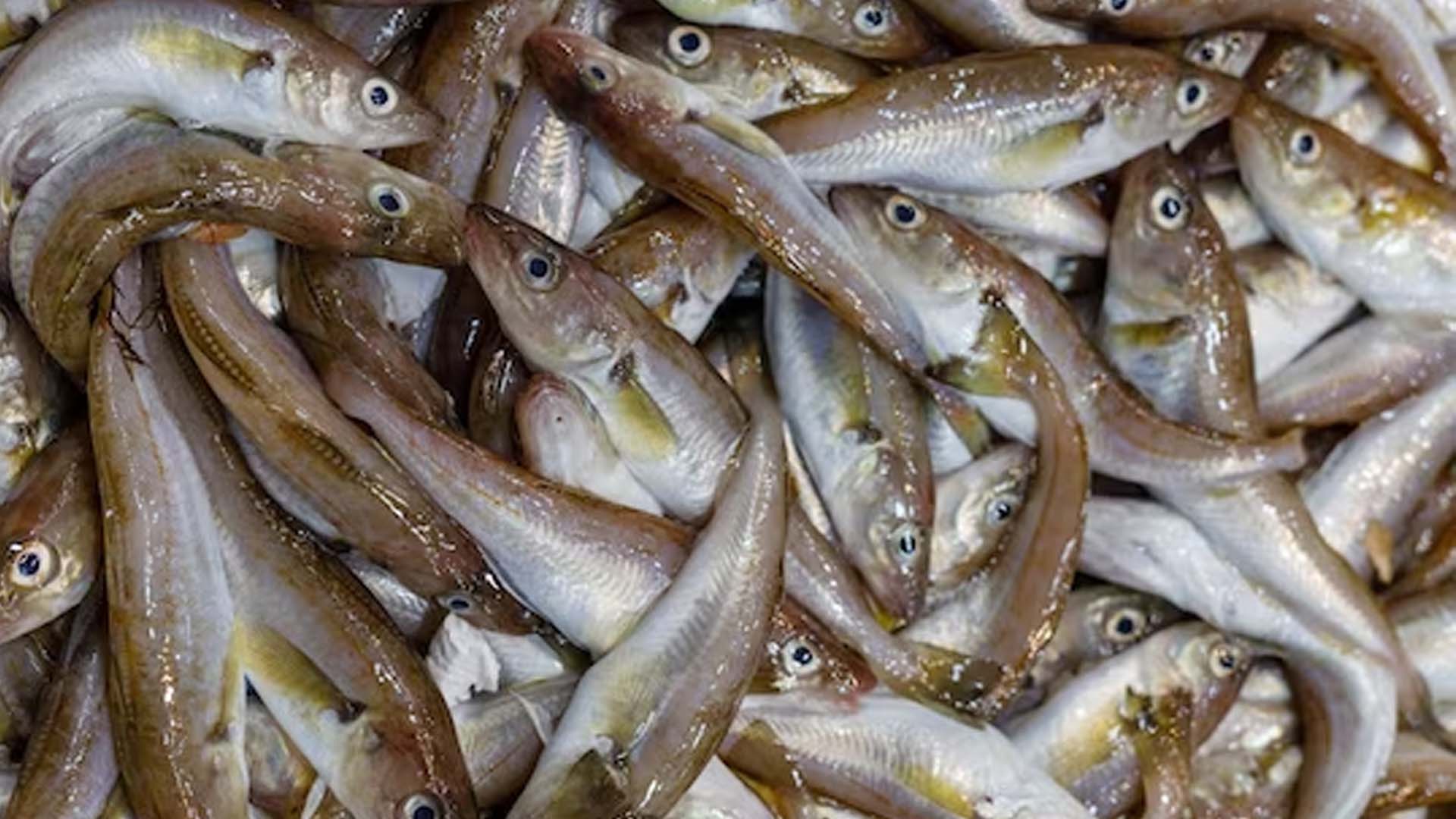 Sardine fish Nutrition and Health Benefits