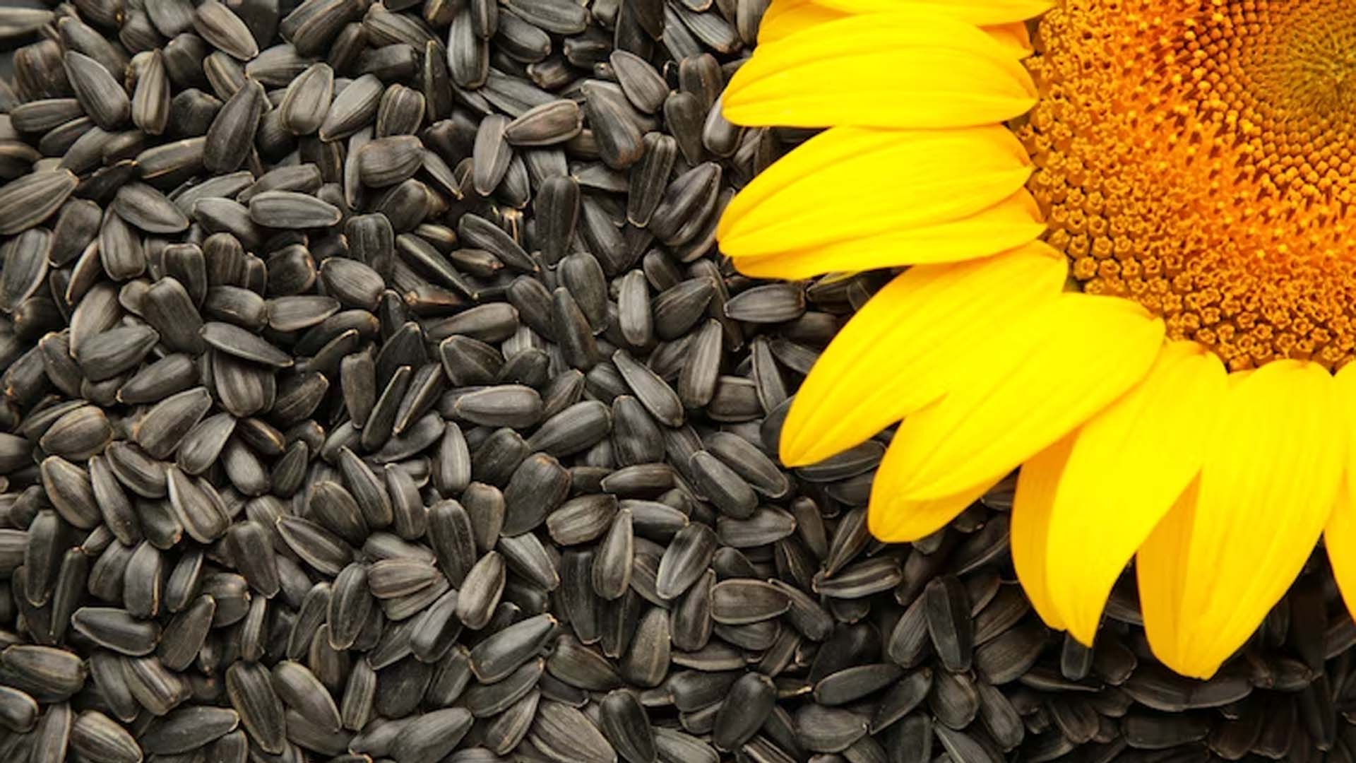 Health Benefit of Sunflower Seeds