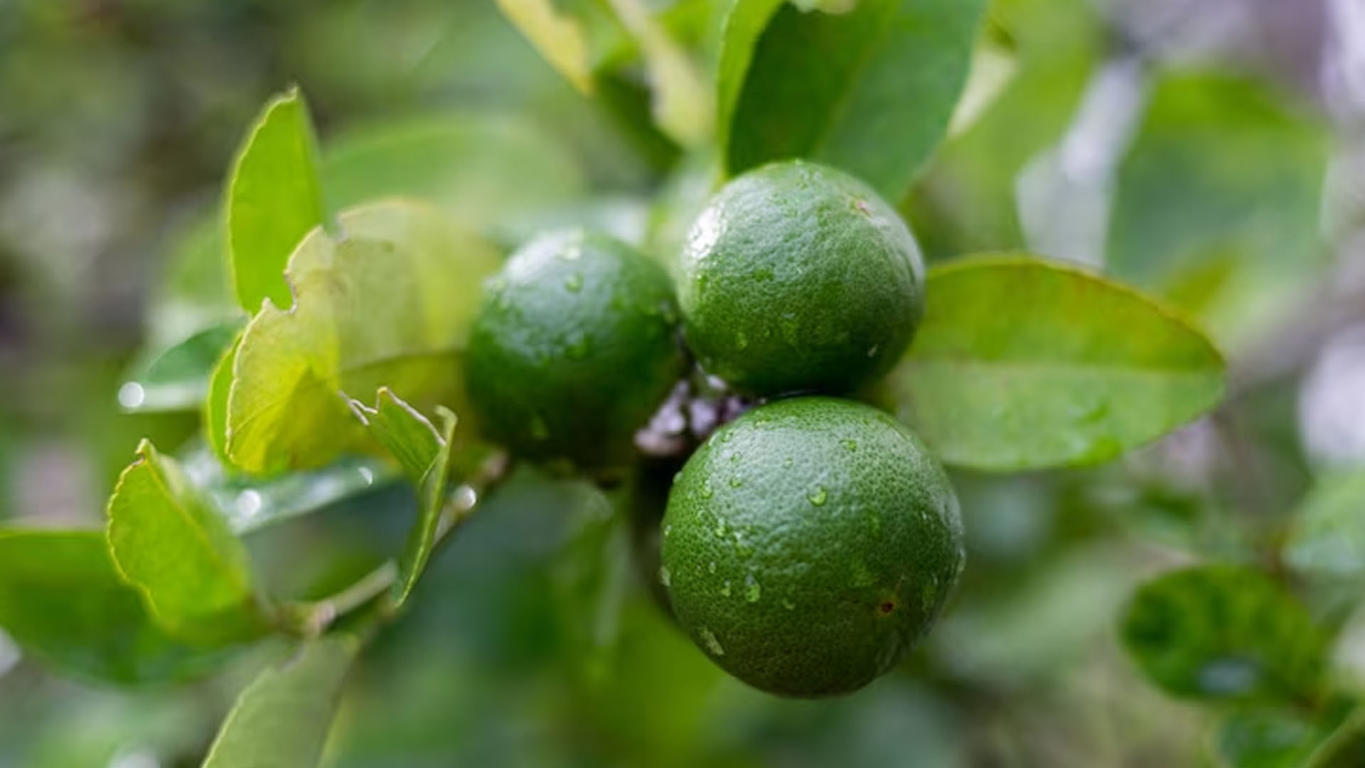 What Are The Health Benefits of Bergamot?