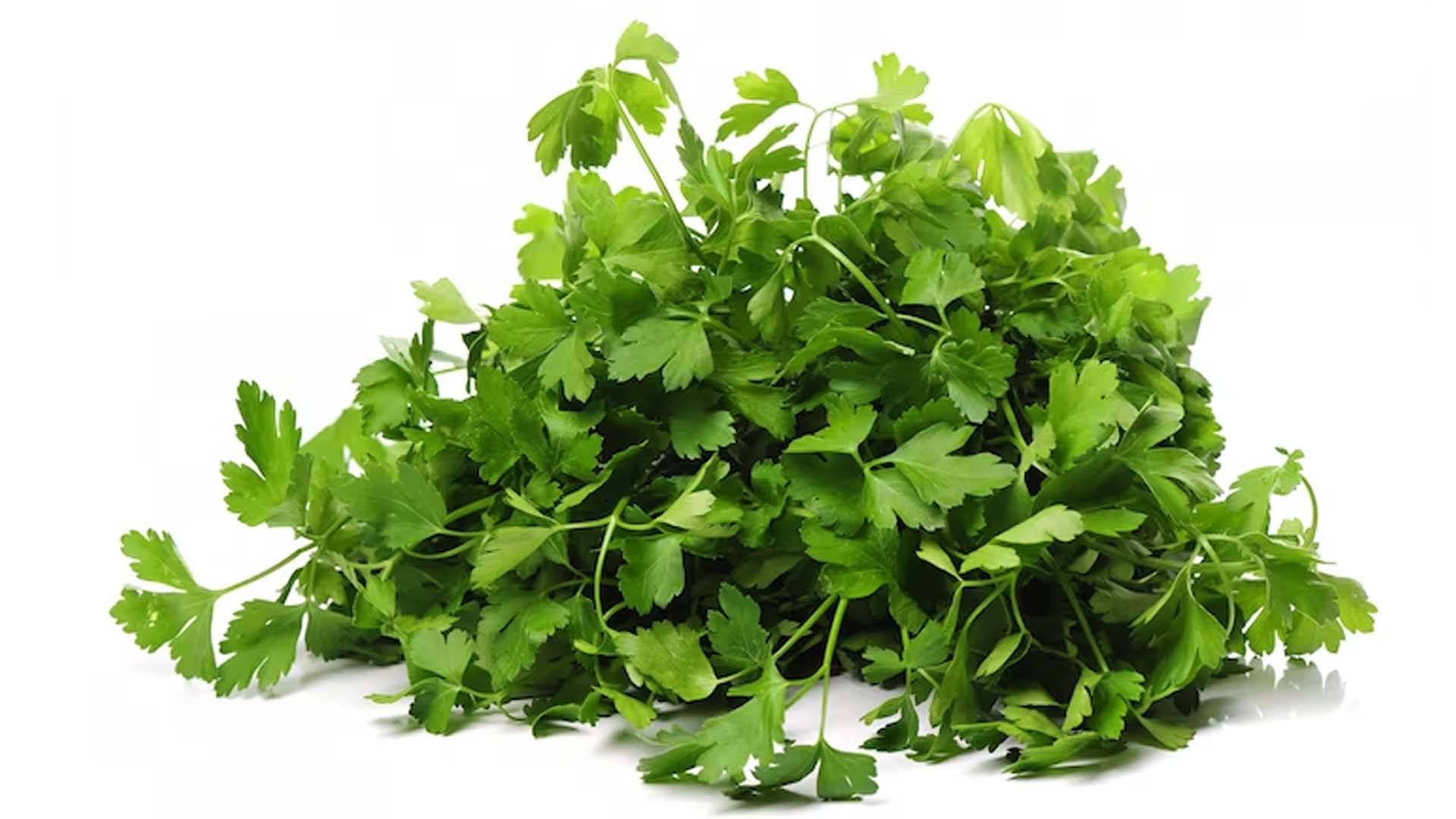 Health Benefits of Cilantro
