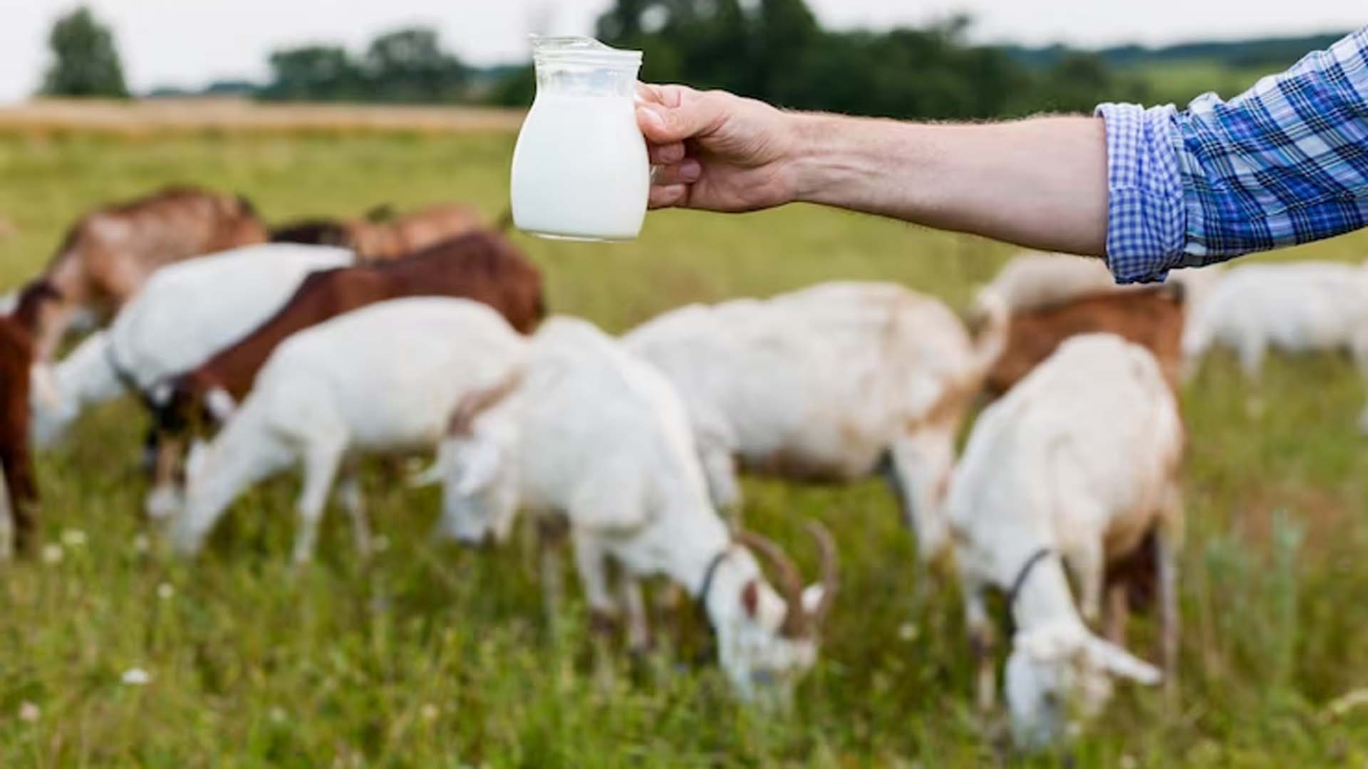 Goat Milk Nutrition Facts
