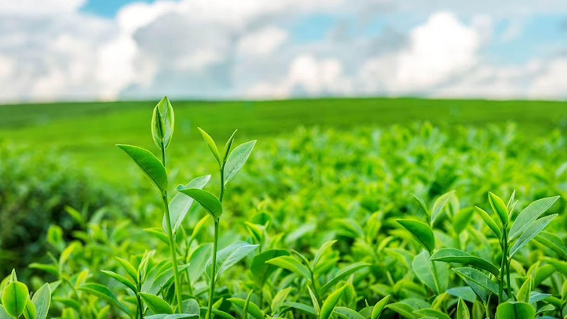 How Green Tea Benefits Health?