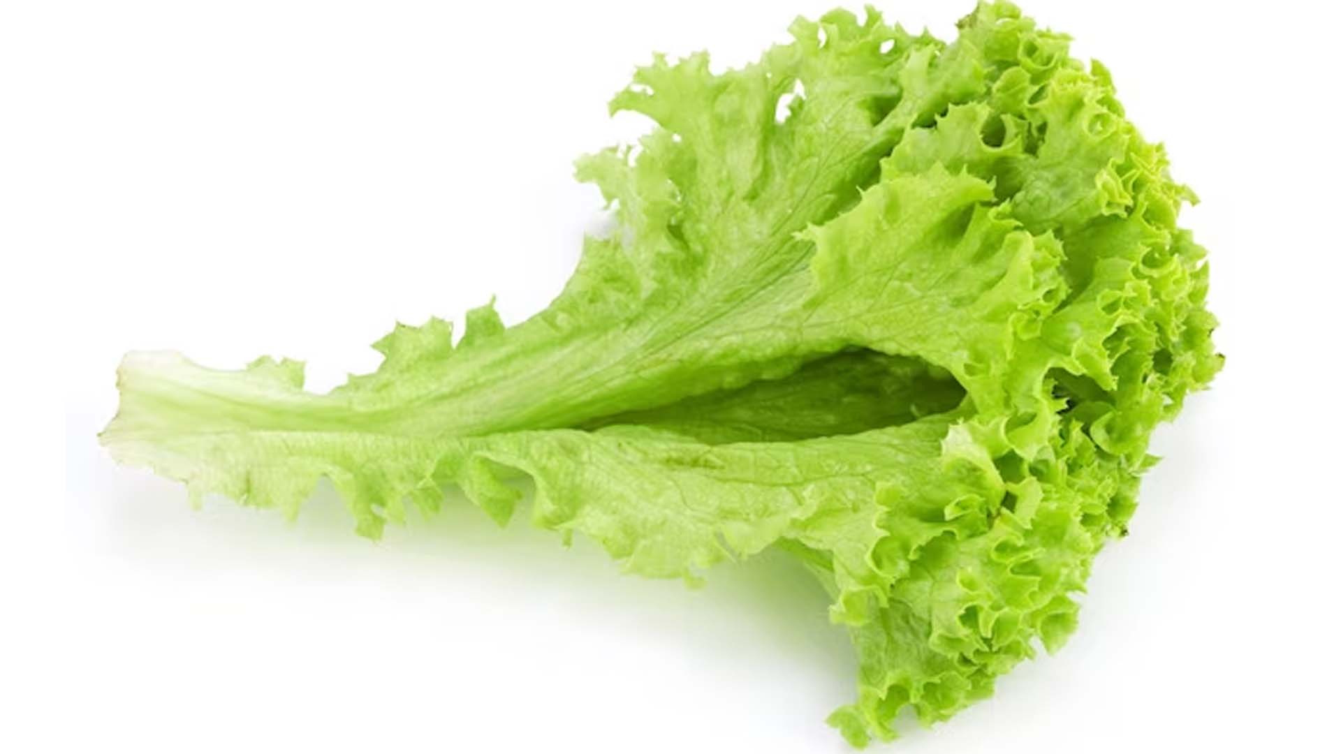 Health Benefits of Lettuce