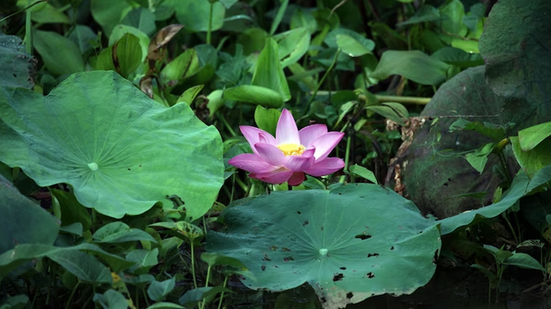 Does Lotus Root Have Health Benefits?