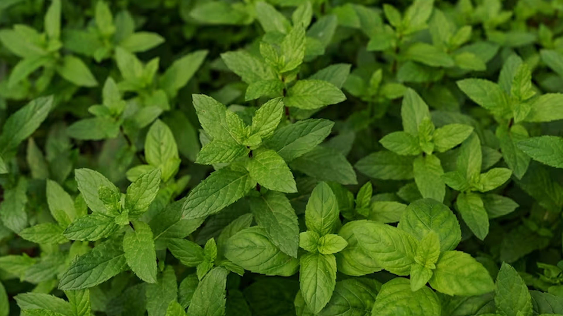 What Are The Health Benefits of Mint Leaves?