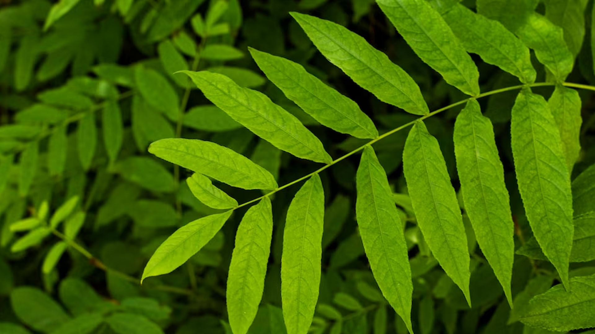 How to Protect Moringa Leaves & Its Health Benefits?