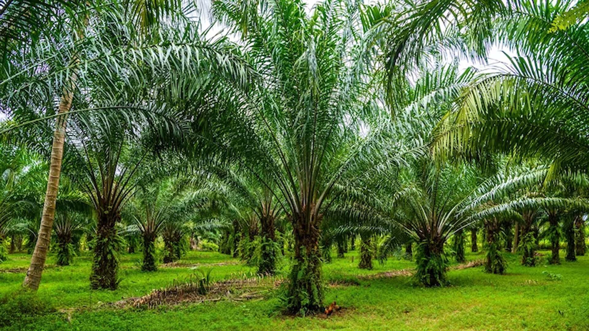 Health Benefits of Palm Oil
