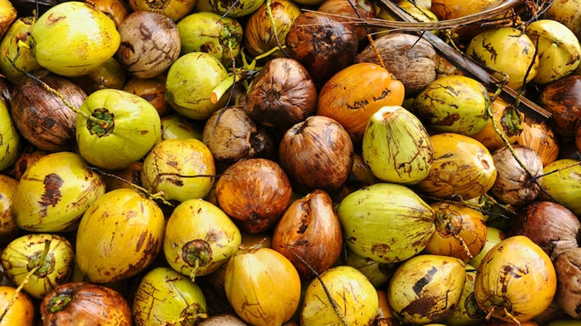 Does Palm Fruit Have Health Benefits?