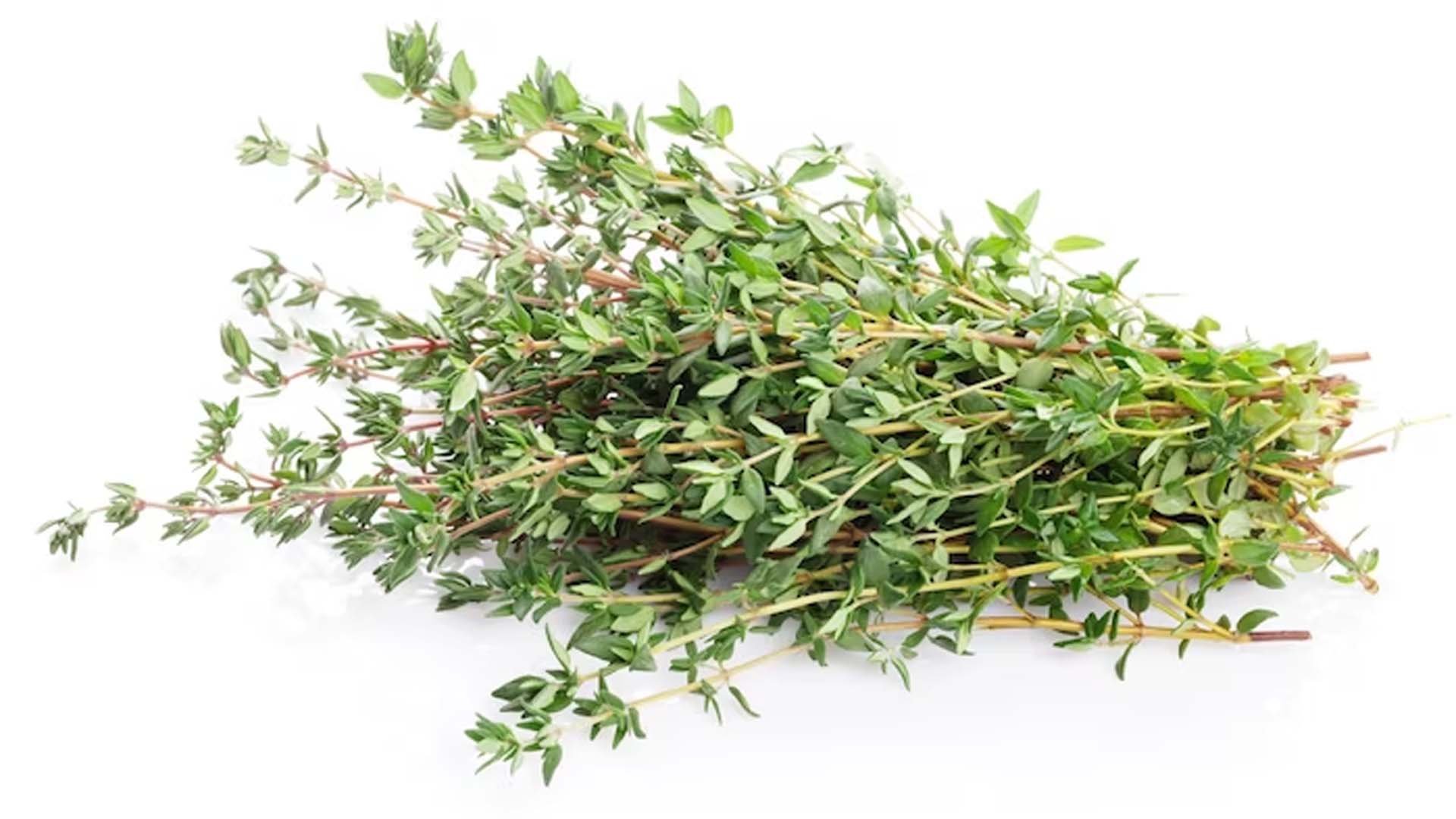 Health Benefits of Thyme