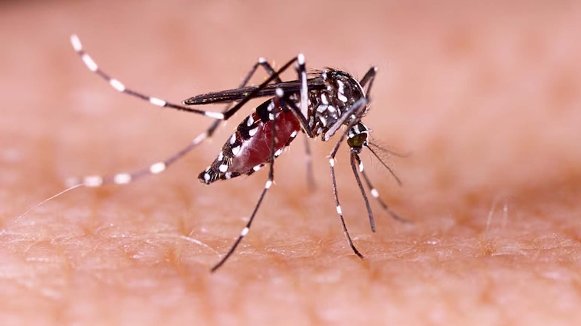 Which Mosquito Causes Dengue?