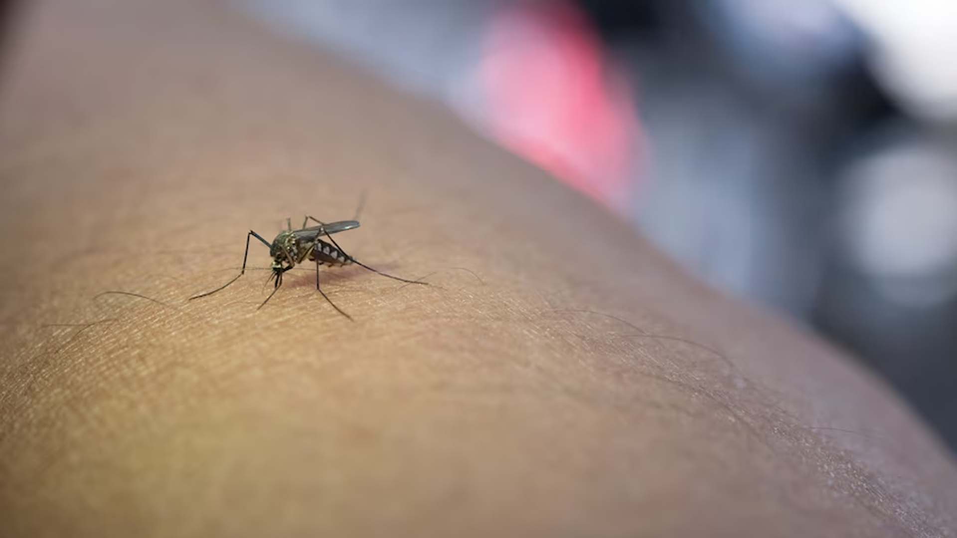 Chikungunya