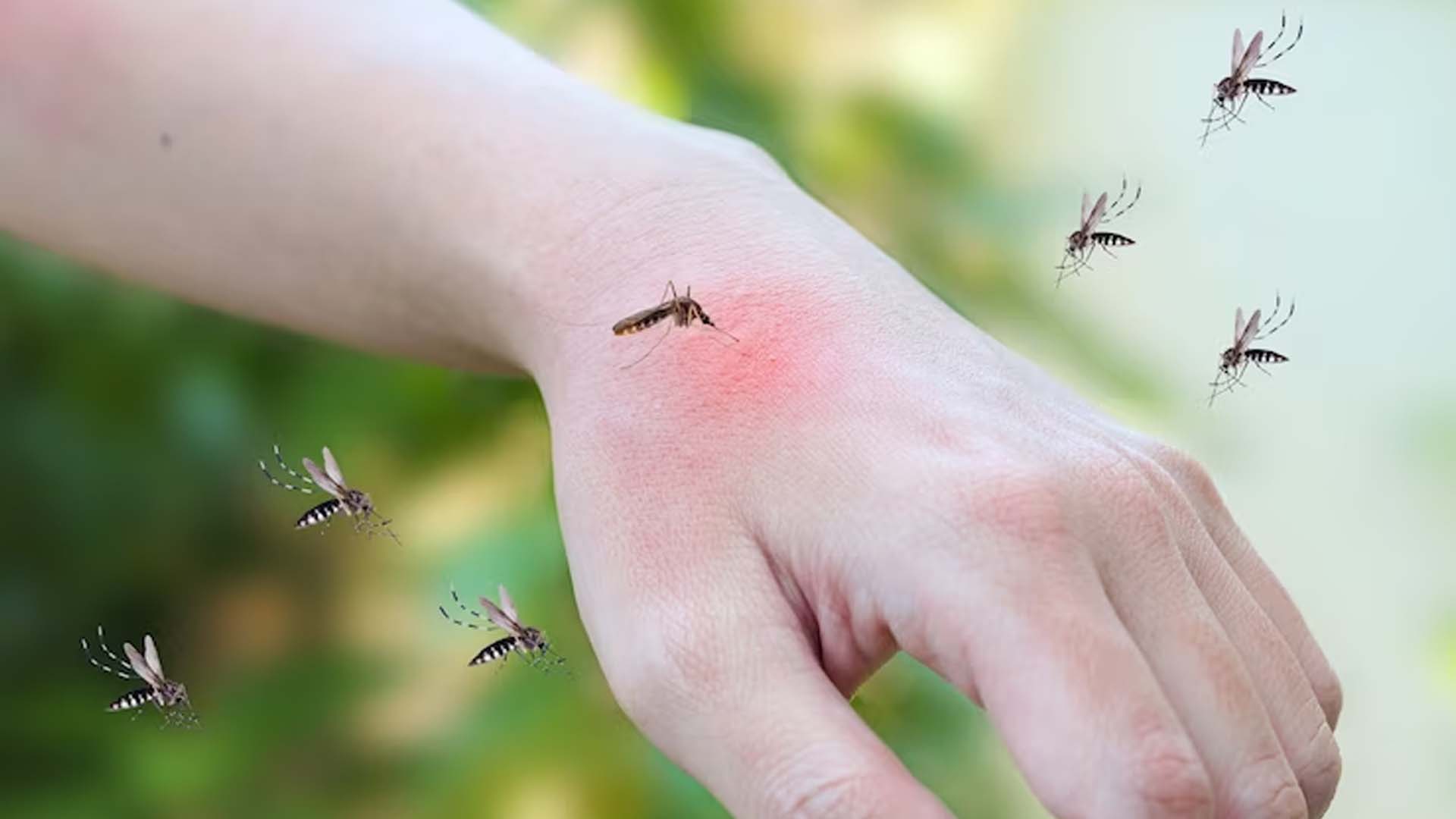 What Other Diseases Can be Caused by Mosquito Bites?