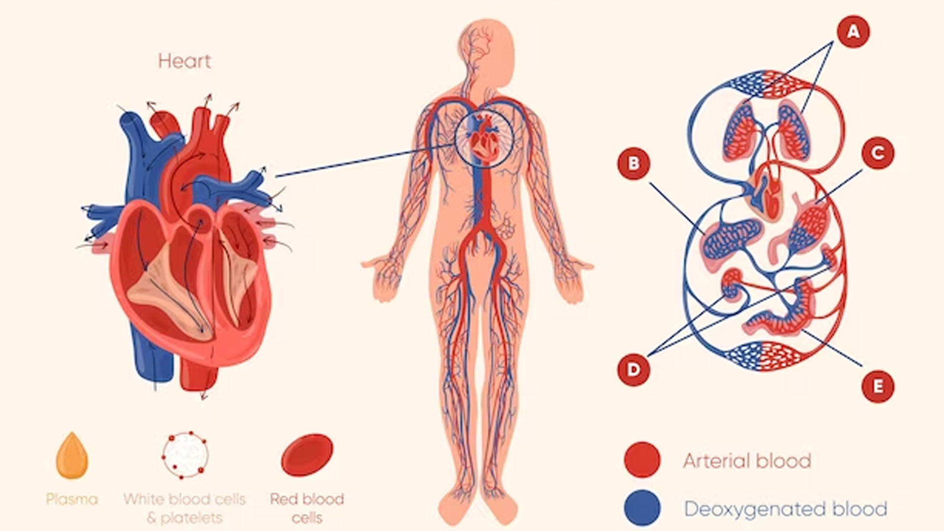 What are the Symptoms of Poor Blood Circulation?