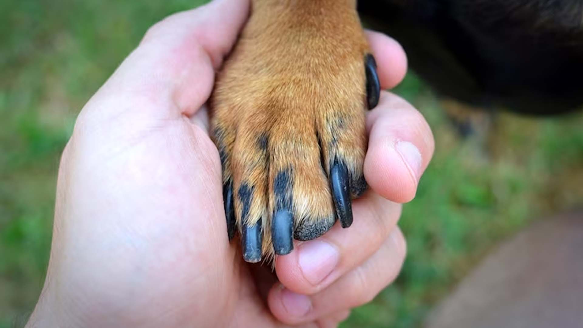Dog Nail