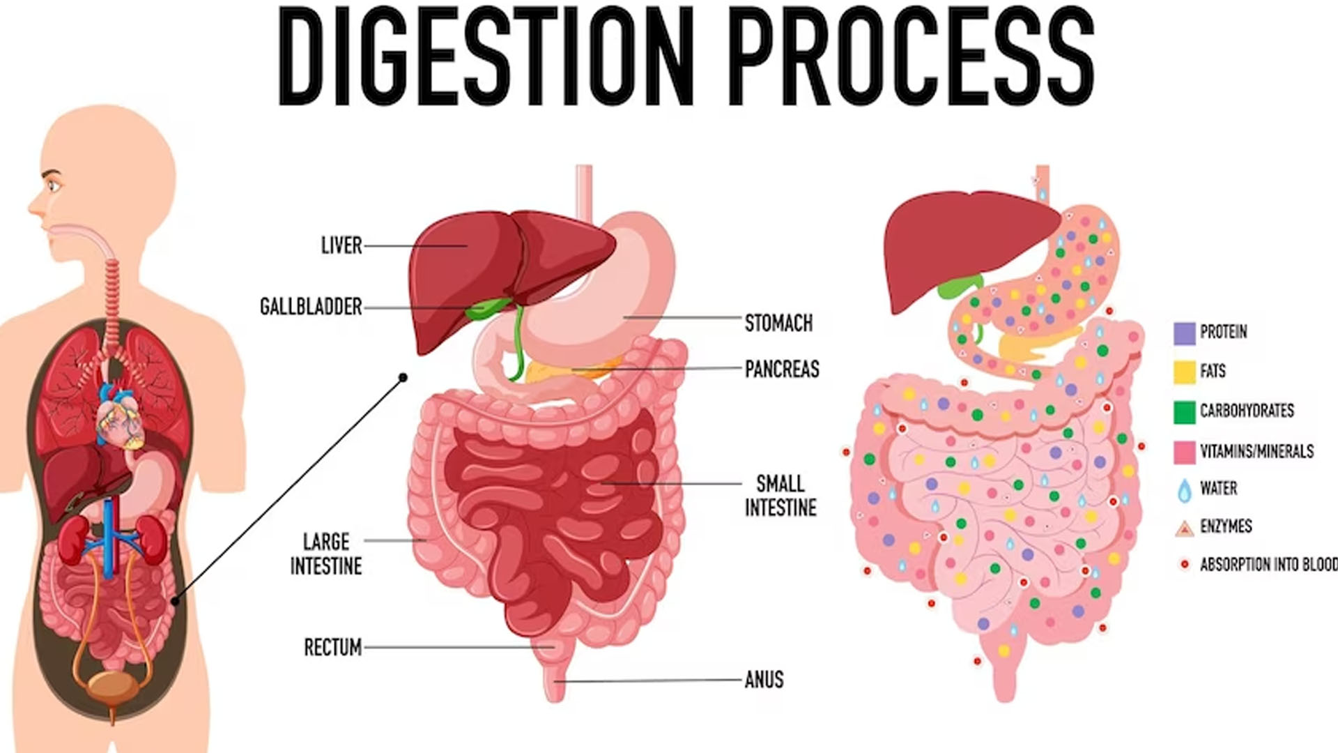 What are the Symptoms of Functional Dyspepsia?