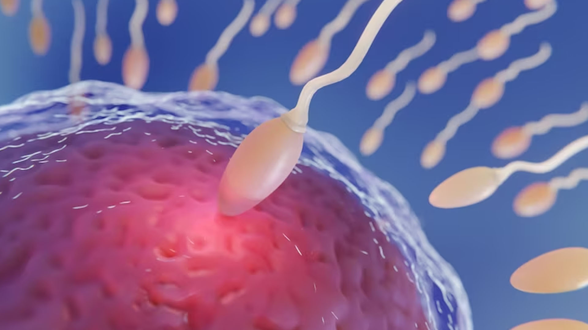 What Are The Symptoms That Indicate Fertilization, When Sperm Meets The Egg?
