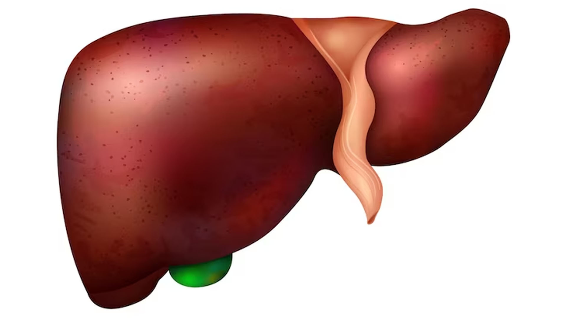 What are the Symptoms of Liver Infection?