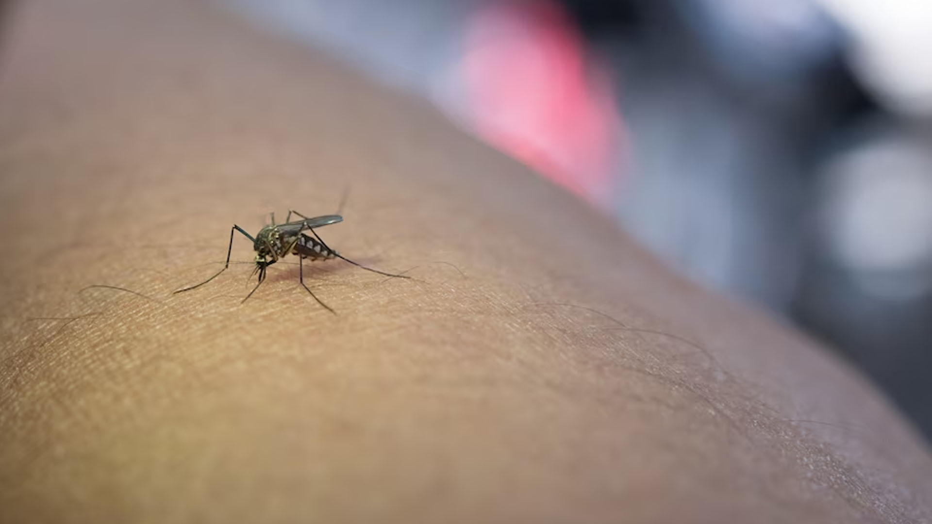 What are the Common Symptoms of Malaria?
