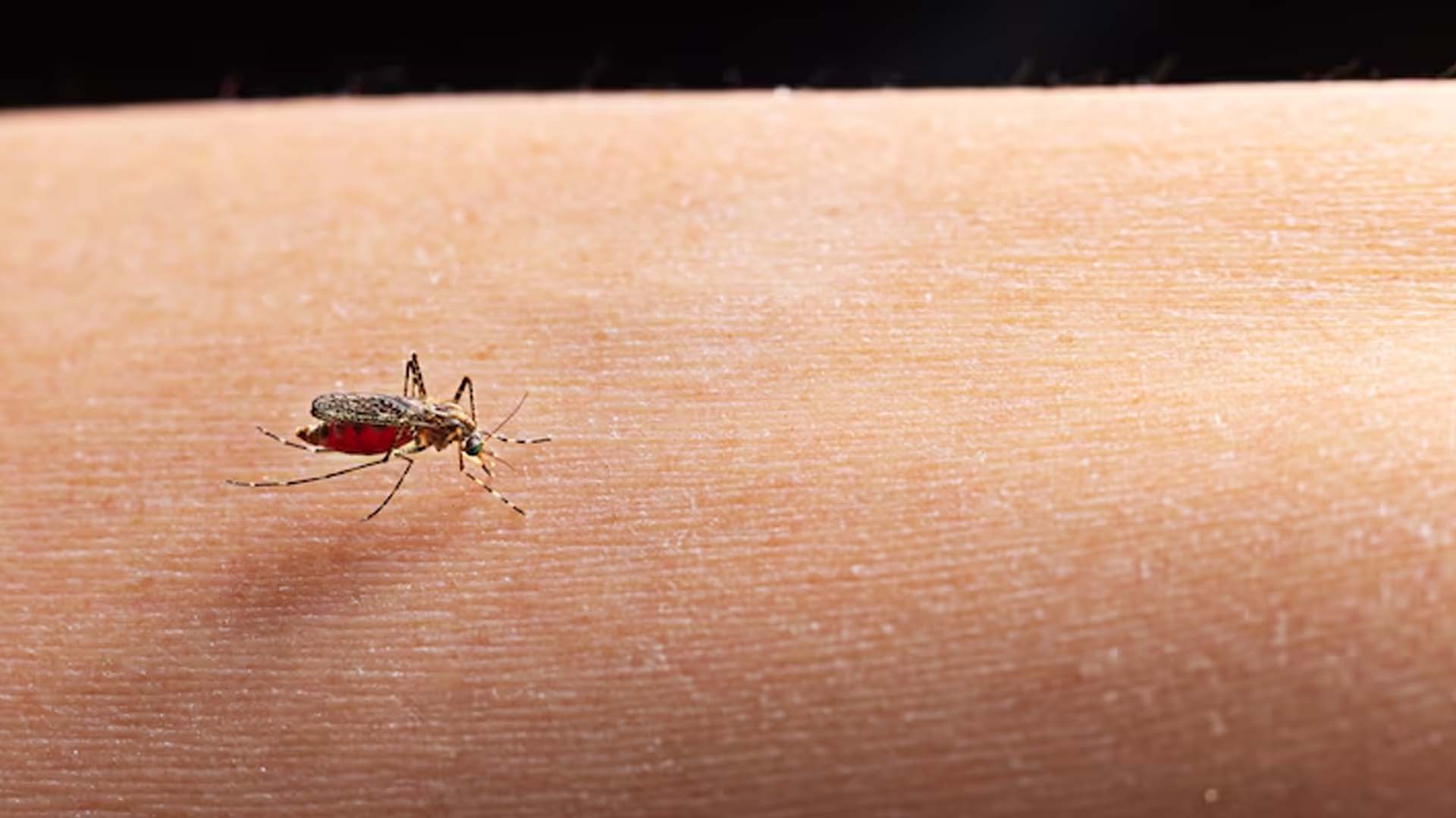 Dengue Mosquito