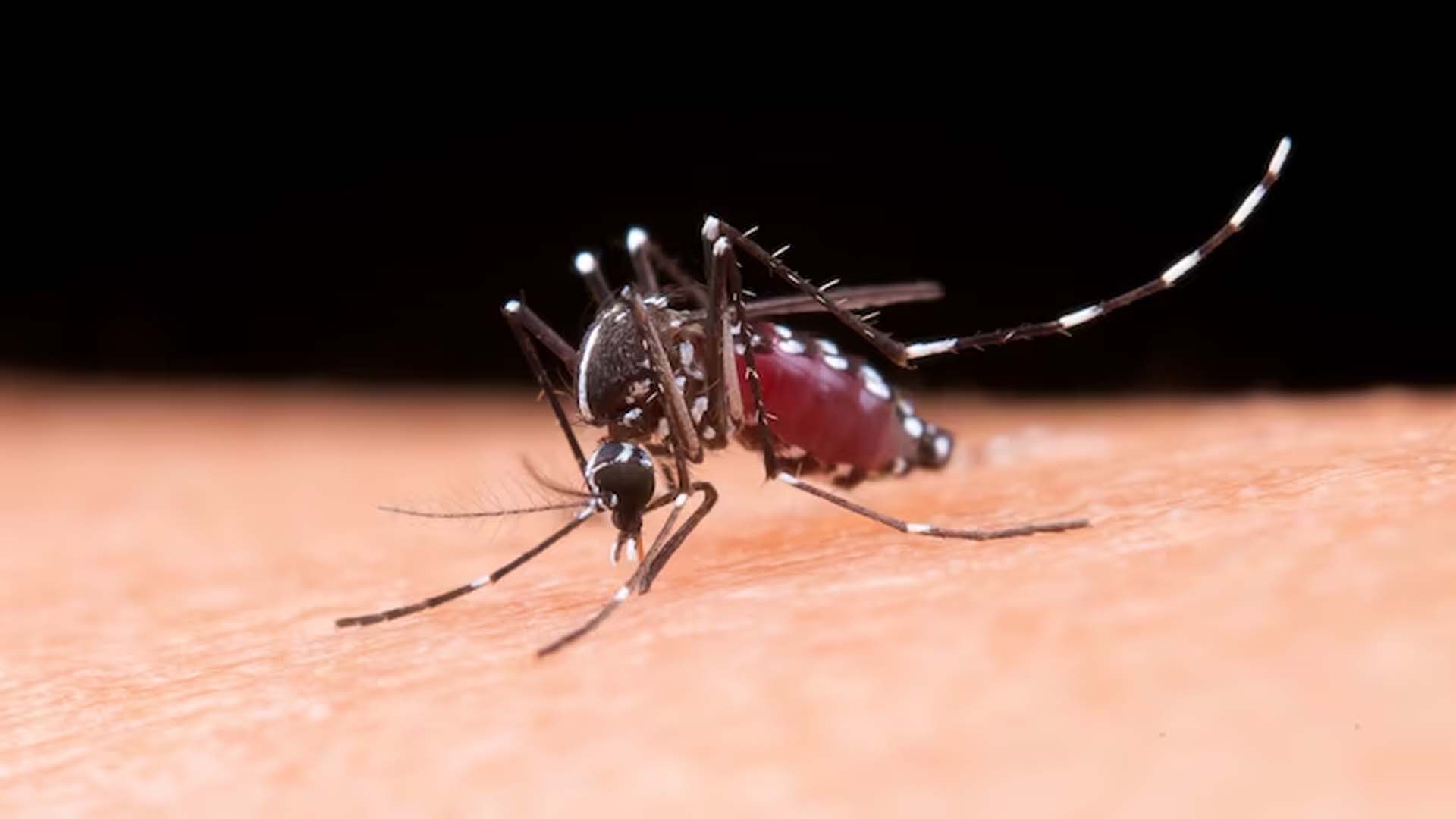 Female Aedes mosquitoe