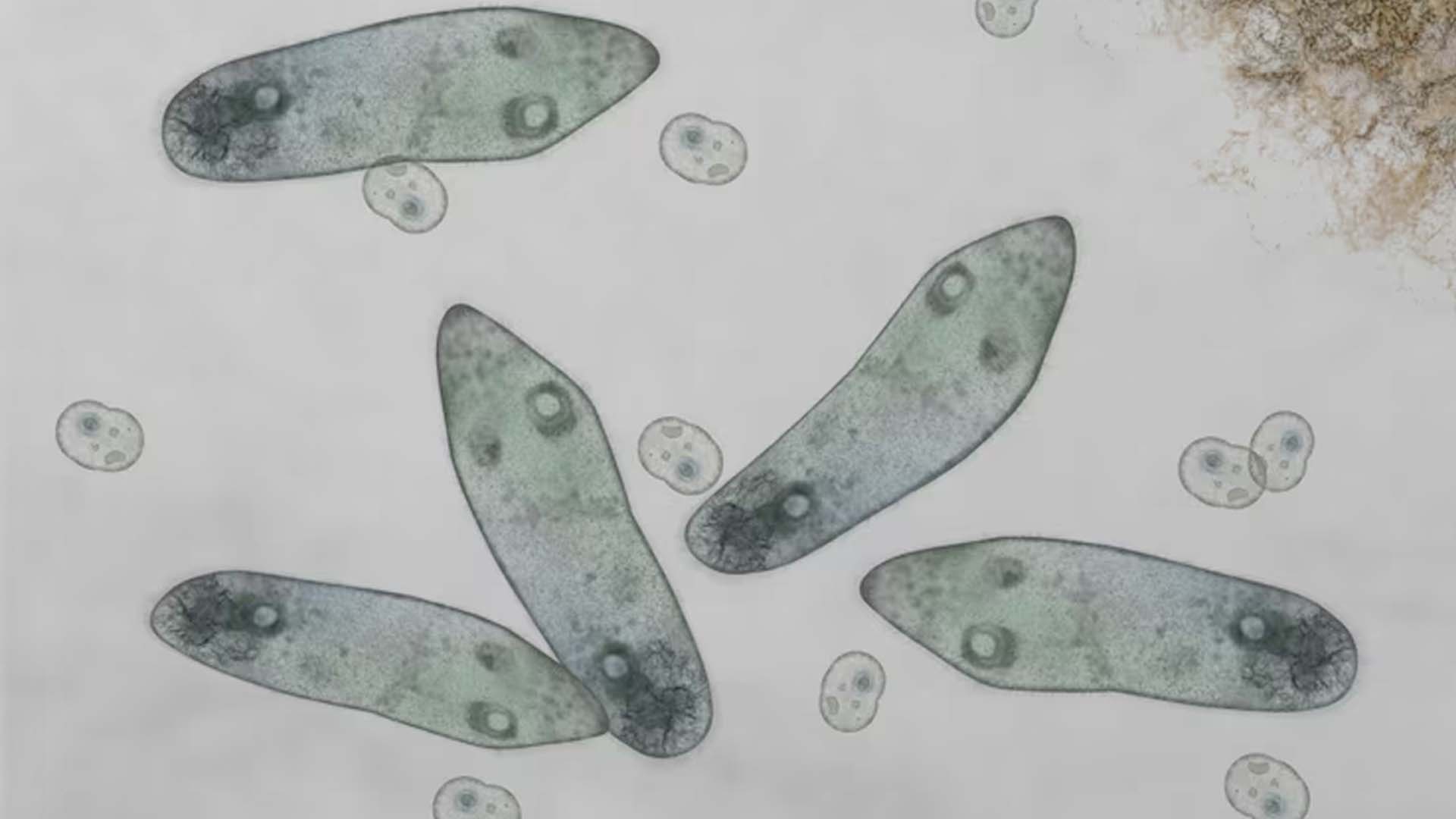 Protozoa