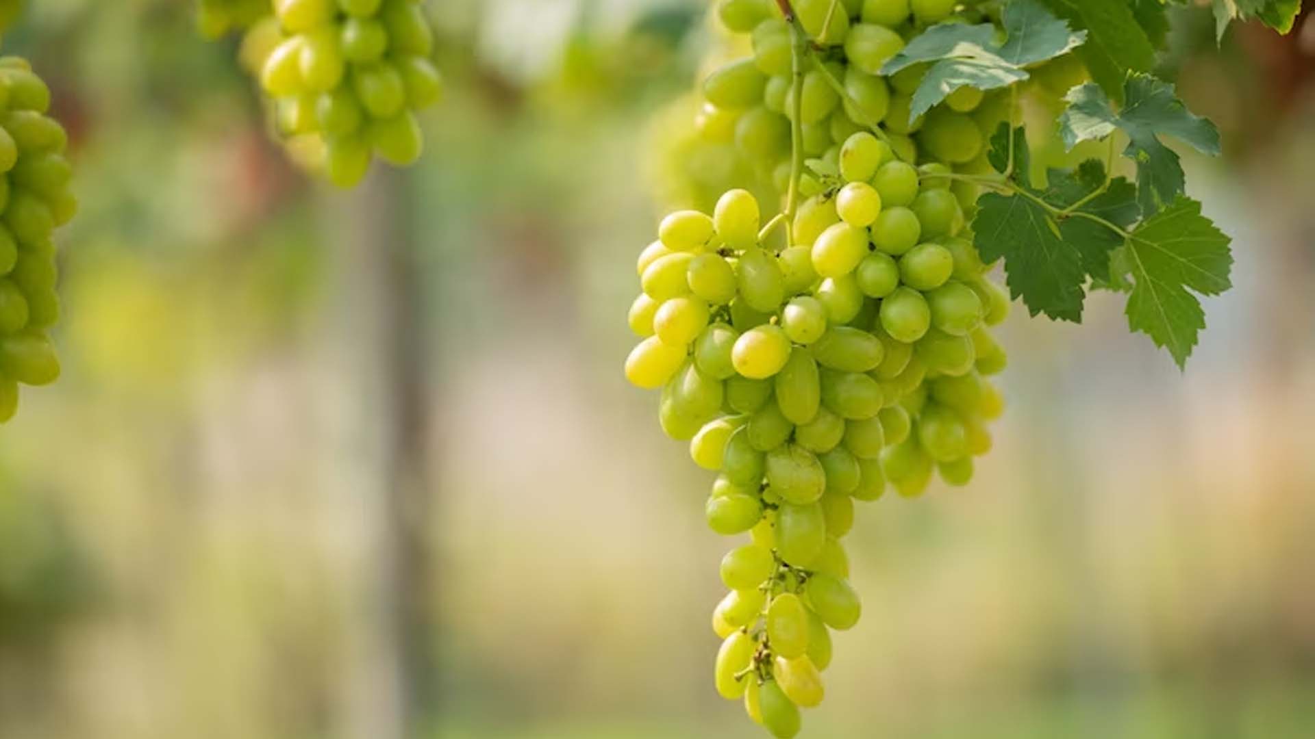 Grapes
