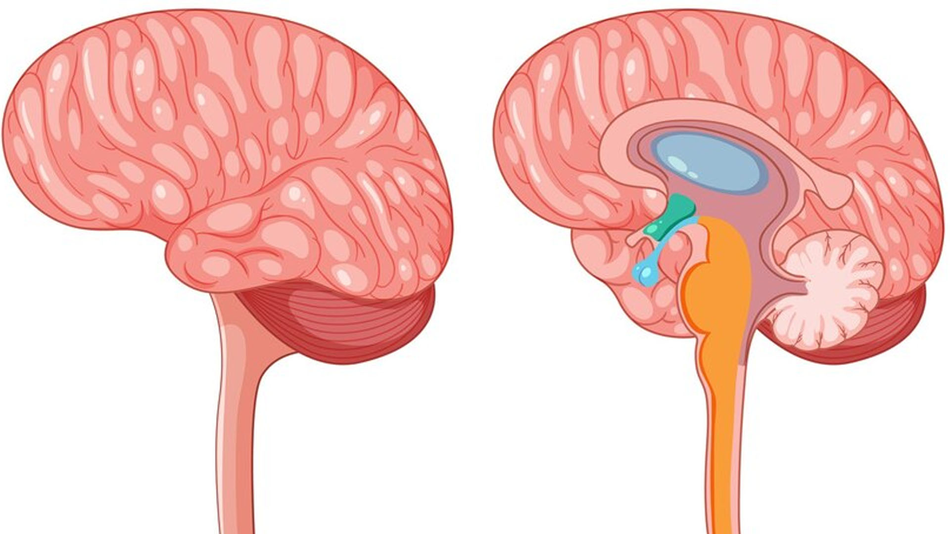 What are the Symptoms of a Malfunctioning Hypothalamus?