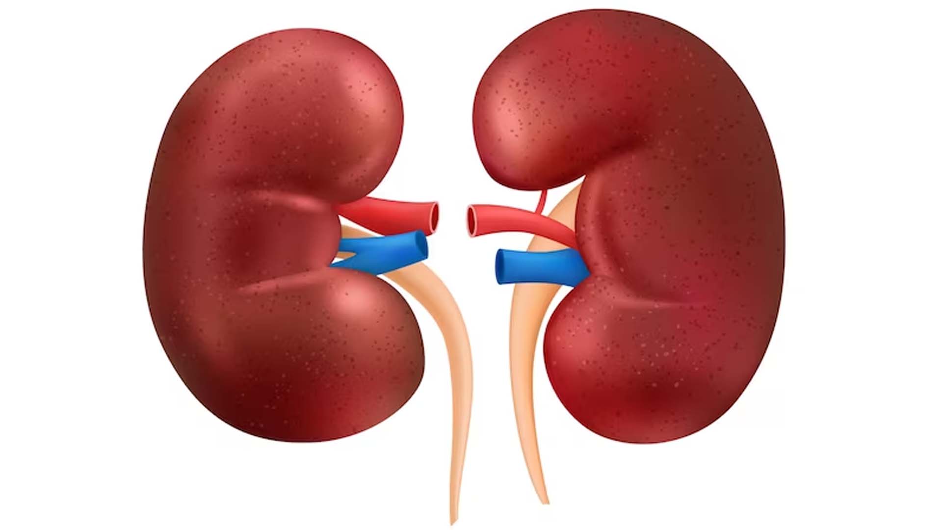 Kidneys