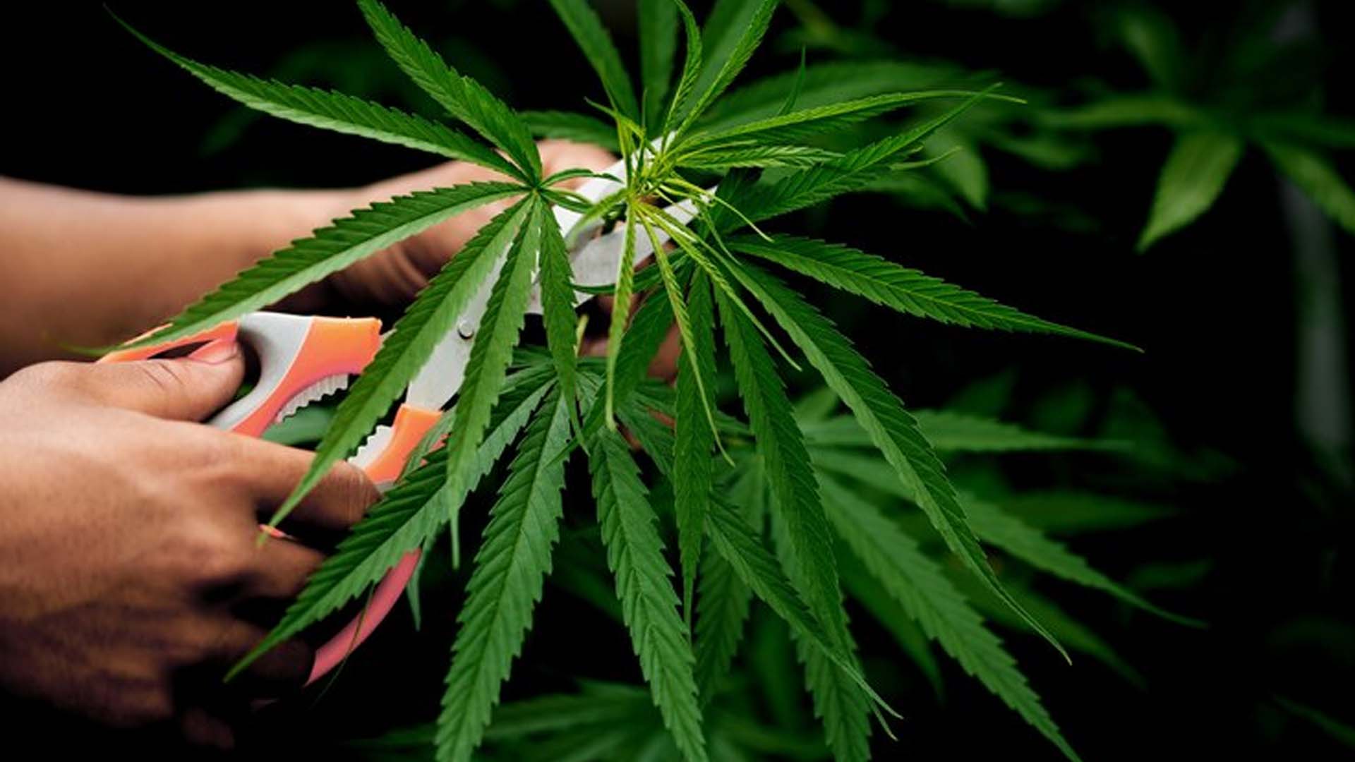 Marijuana or cannabis