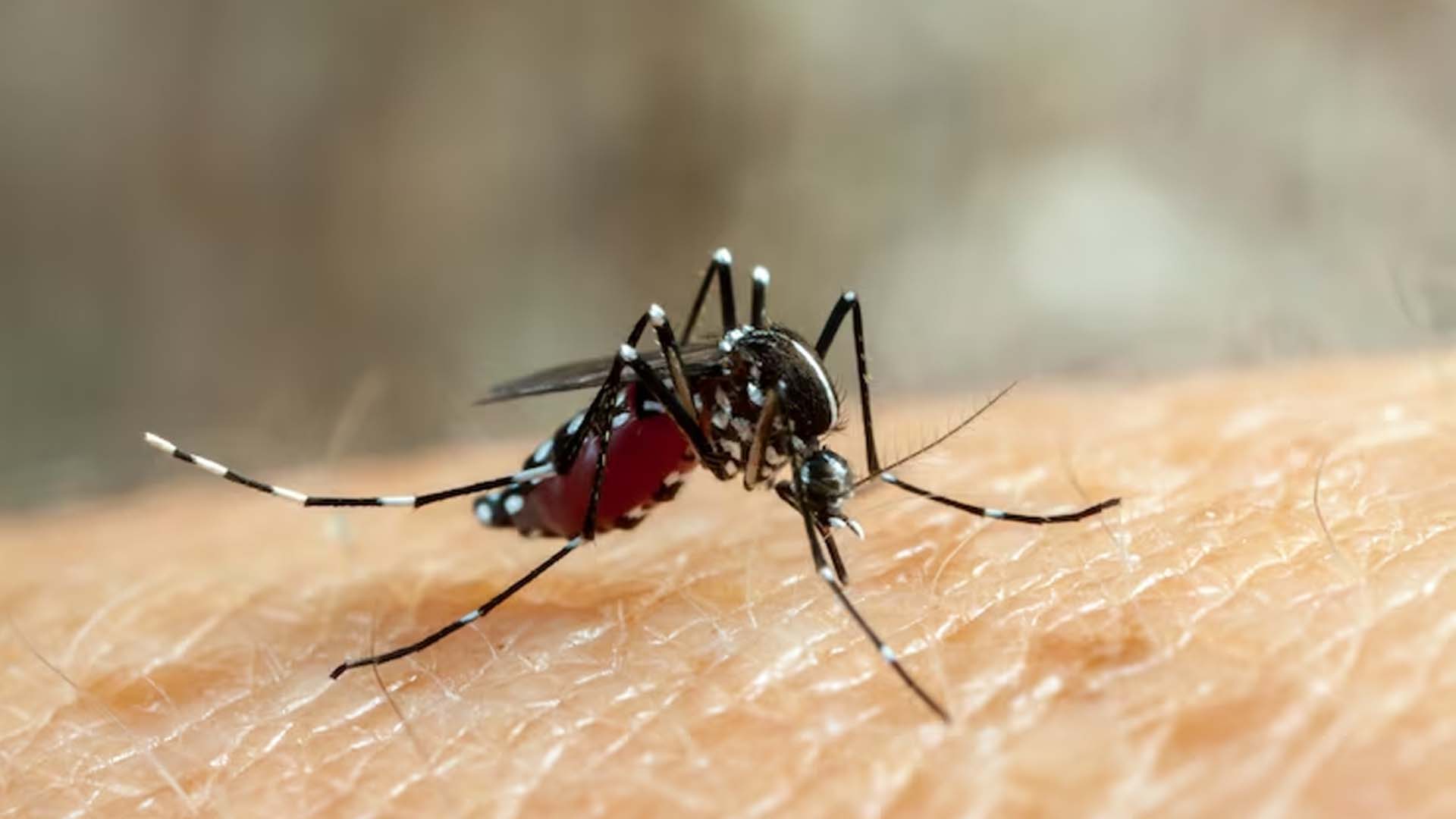 Dengue