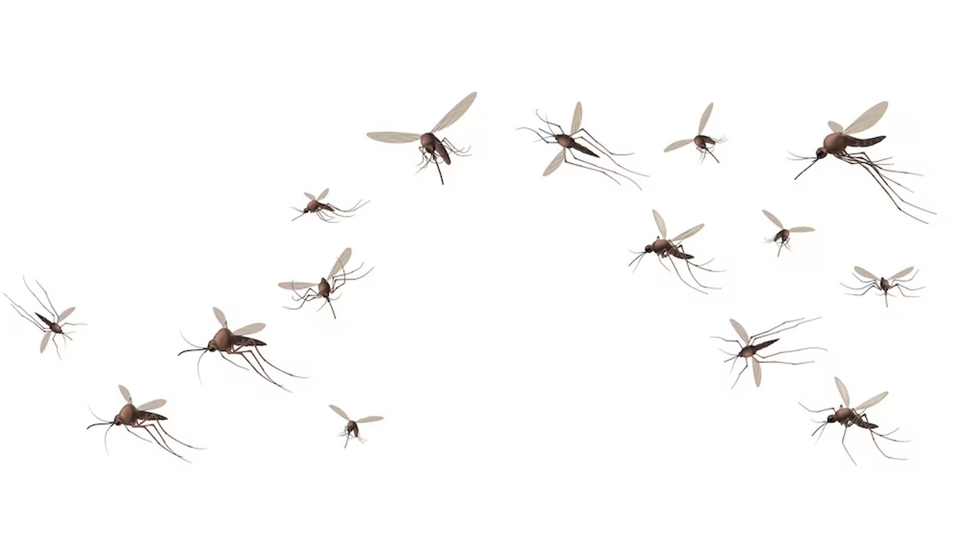 Mosquitoes
