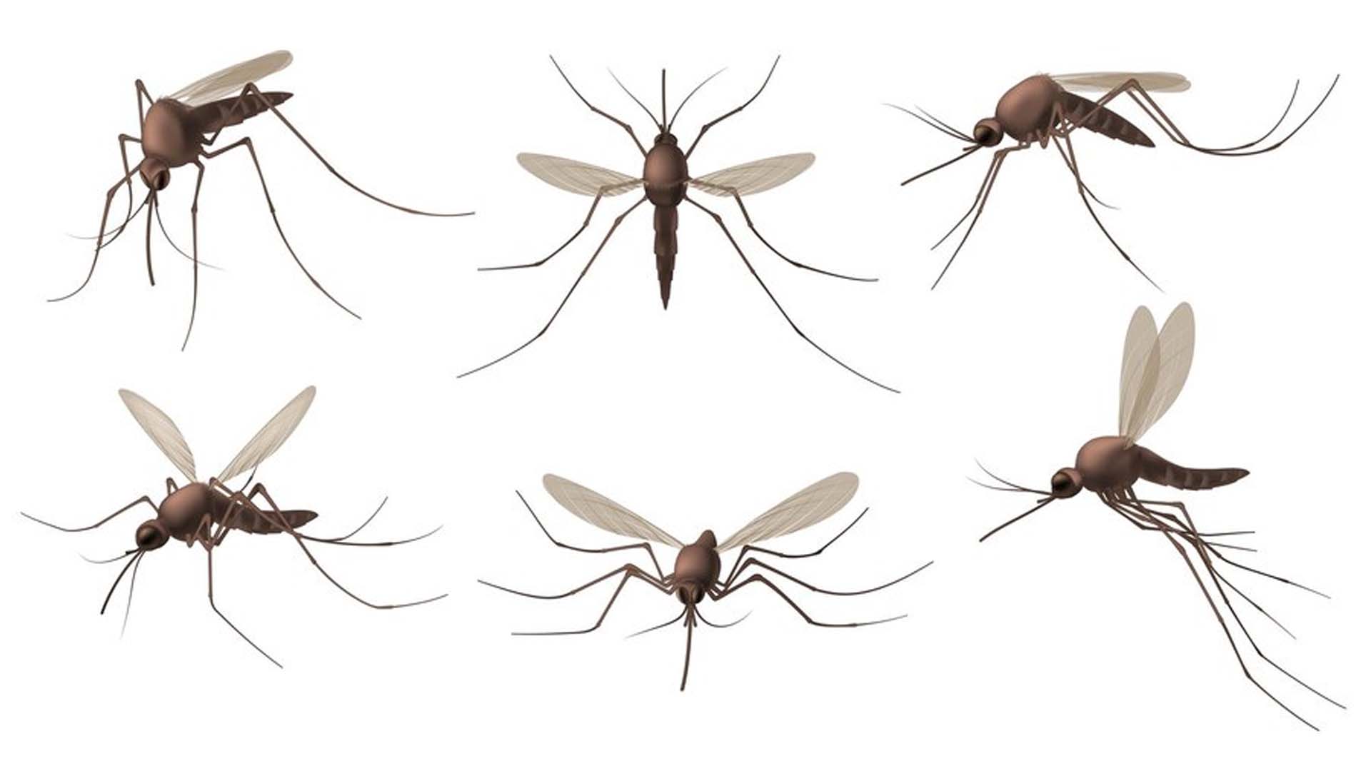 Anopheles Mosquitoes