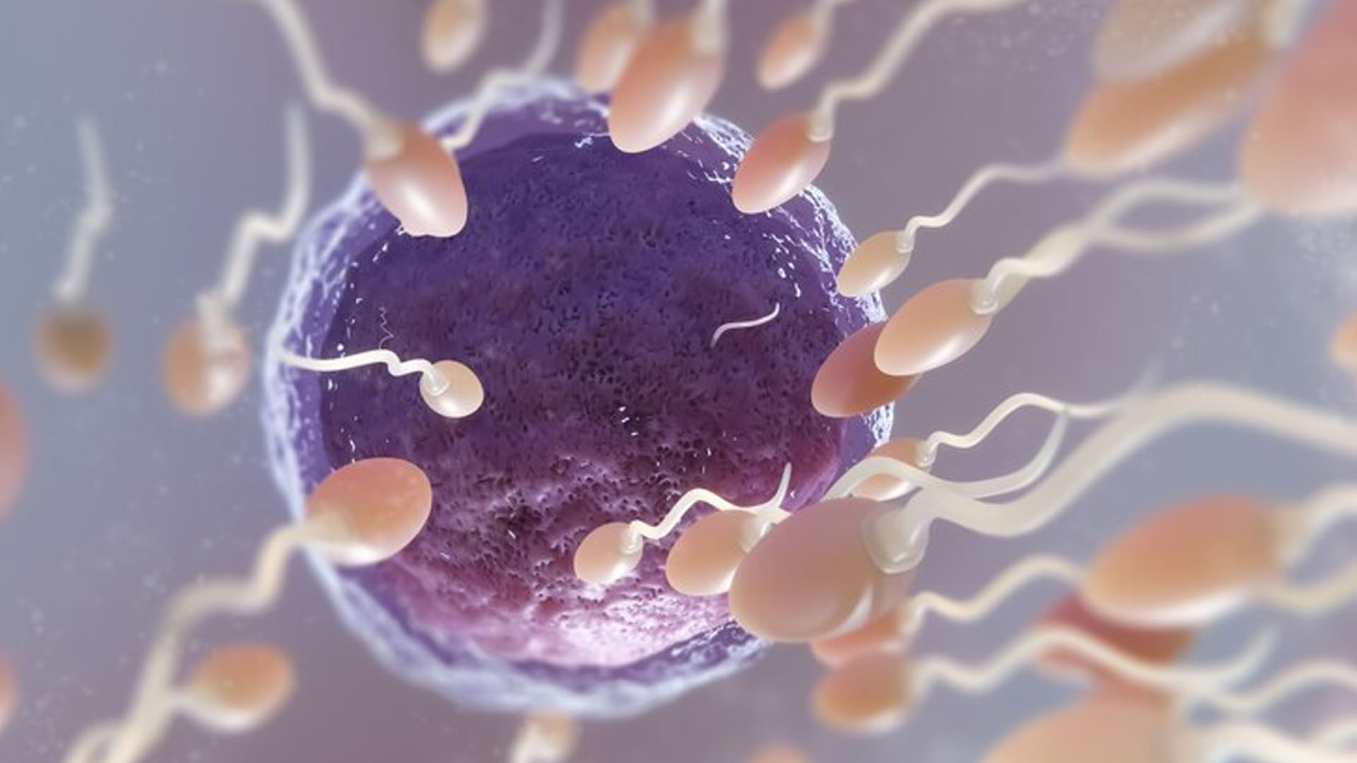 What are the Symptoms of Ovulation?