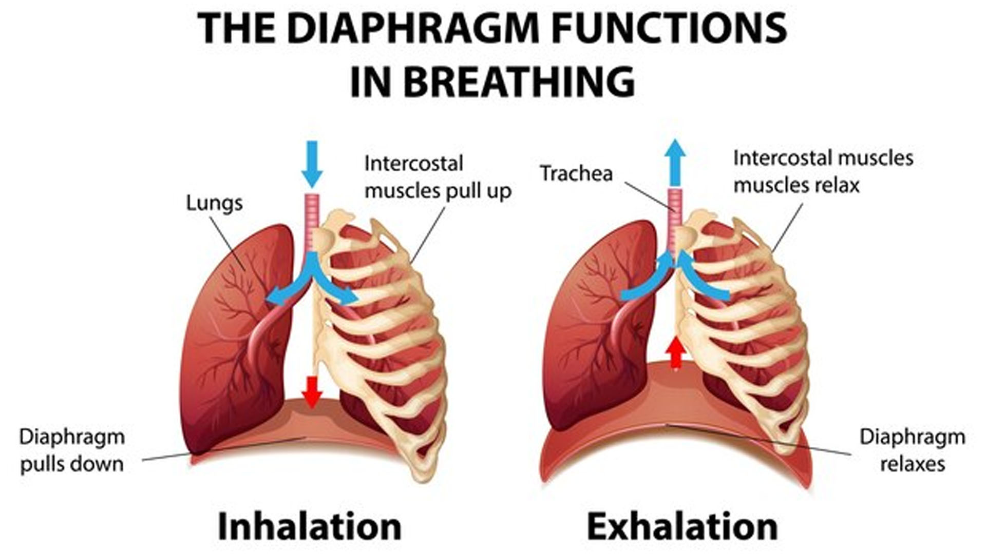 What are the Symptoms of Pleural Effusion?