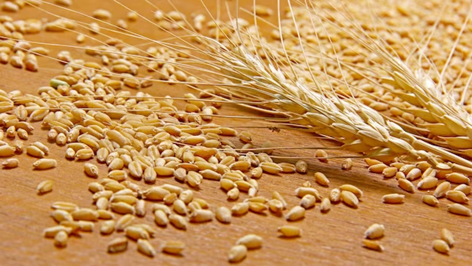 What are the Symptoms of being Allergic to Wheat?