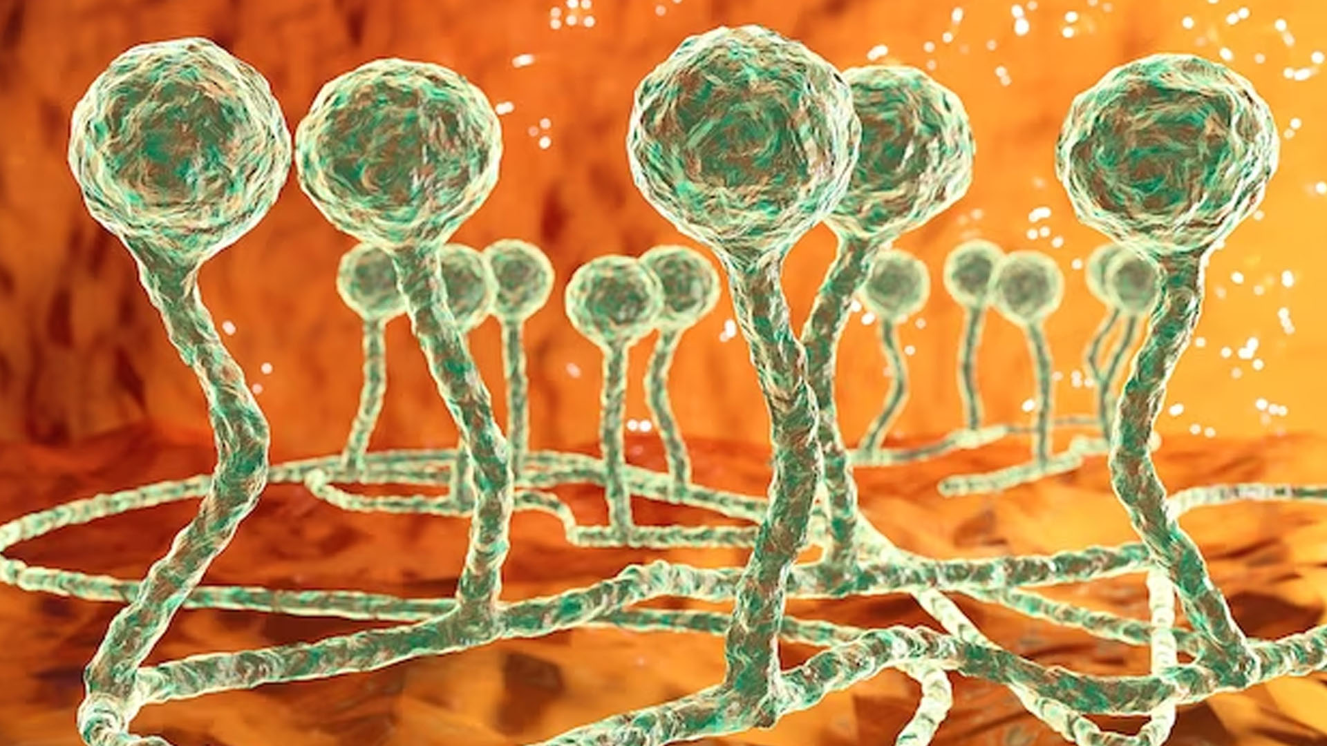 What are the Symptoms of Aspergillus Fumigatus?