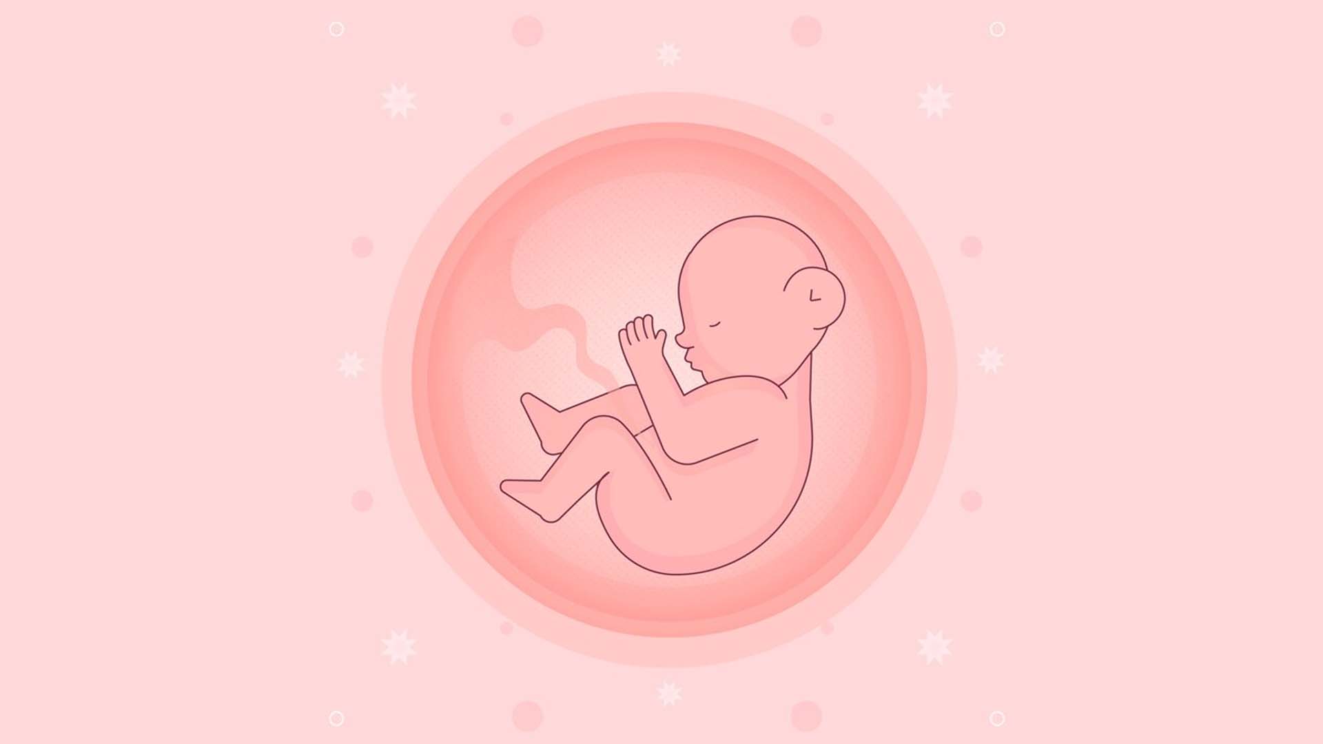 Baby in Amniotic Fluid Illustration
