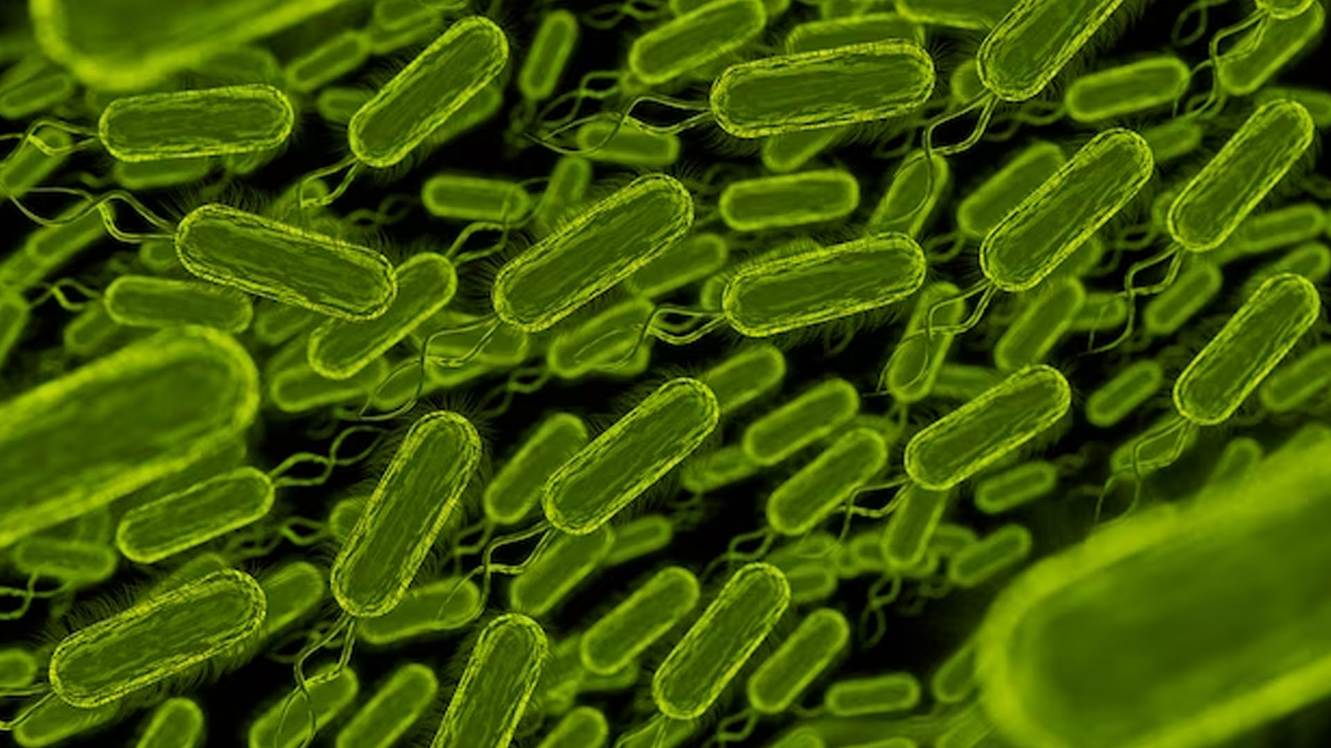 What are the Symptoms of Bacillus Anthracis?