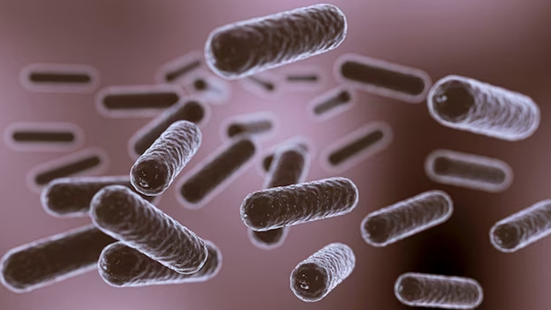 What are the Symptoms of Bartonella?