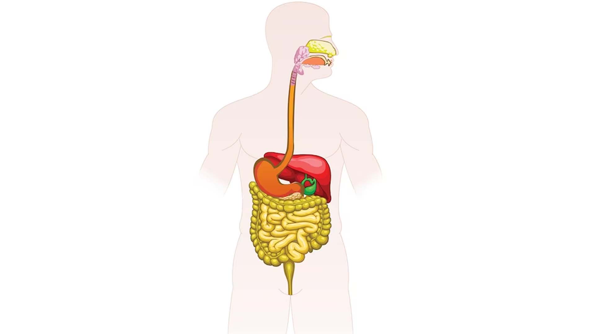 Digestive tract or gastrointestinal (GI) tract