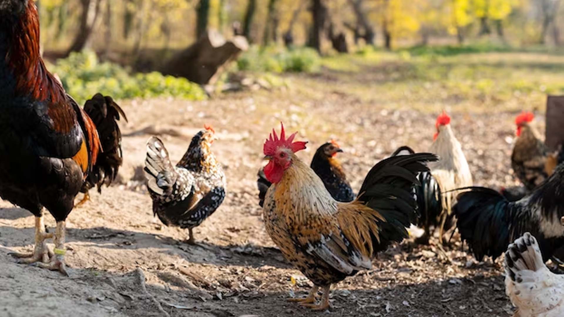 Bird Flu